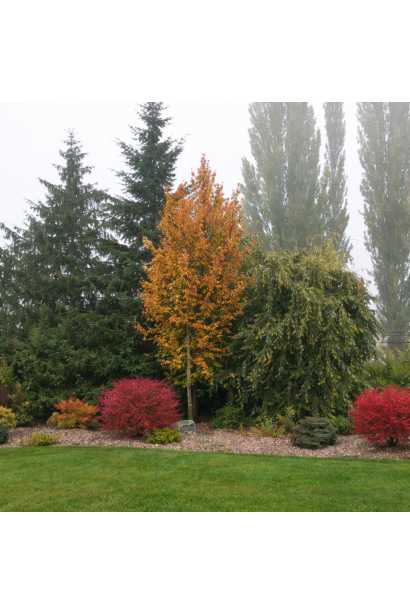 Парротія перська Персіан Спаєр в ландшафті